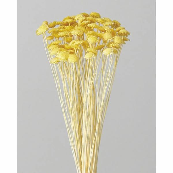 【ドライ】大地農園/マルガリータ/1束/約25ｇ/約80本/モーニングイエロー30020-501