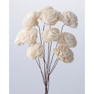 菊の花 菊#夢の煌めき ピンクの菊はかがり弁という花びらの先端が細かく