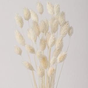【ドライ】東北花材/ポアプランツ/約15g/ホワ...の商品画像
