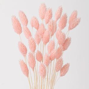 【ドライ】東北花材/ポアプランツ/約15g/ピン...の商品画像