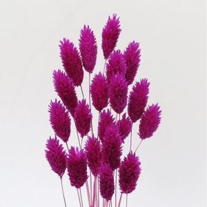 【ドライ】東北花材/ポアプランツ/約15g/ルビ...の商品画像
