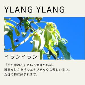 生活の木 公式 イランイラン精油 / Ylan...の詳細画像5