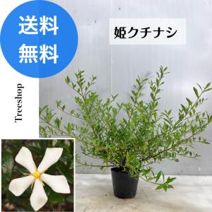 ヒメクチナシ 【送料無料】13.5cmポット 高さ0.4ｍ 幅0.5ｍ 姫クチナシ 香花 シンボルツリー 洋風 自然風 庭木 植木 苗木 クチナシ