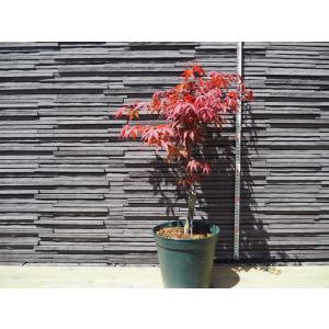 モミジ 出猩々 紅葉 もみじ 高さ0.7ｍ 幅0.4ｍ 18cmプラ鉢 落葉 シンボルツリー 和風 自然風 植木 庭木 苗木