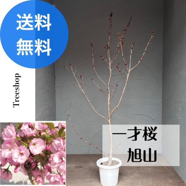 一才桜 旭山 【送料無料】15cmプラ鉢 高さ1.1ｍ 幅0.5ｍ 苗木 桜 記念樹 庭木 植木 盆...