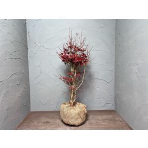 ドウダンツツジ 約80cm 苗 低木 植木 庭木 ガーデニング 落葉 生垣