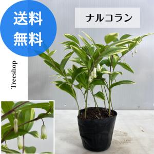 ナルコラン 【送料無料】15ｃｍポット 苗 庭木 植木 苗木 グランドカバー 下草 寄せ植え 多年草｜treeshop