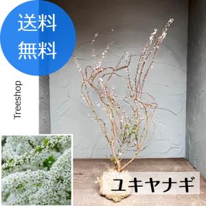 ユキヤナギ 5号ポット苗 もしくは 根巻き苗 爆買いweek : 苗木部 花