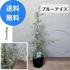 常緑苗木 コニファー ブルーアイス 5号 高さ90cm 庭木 クリスマス