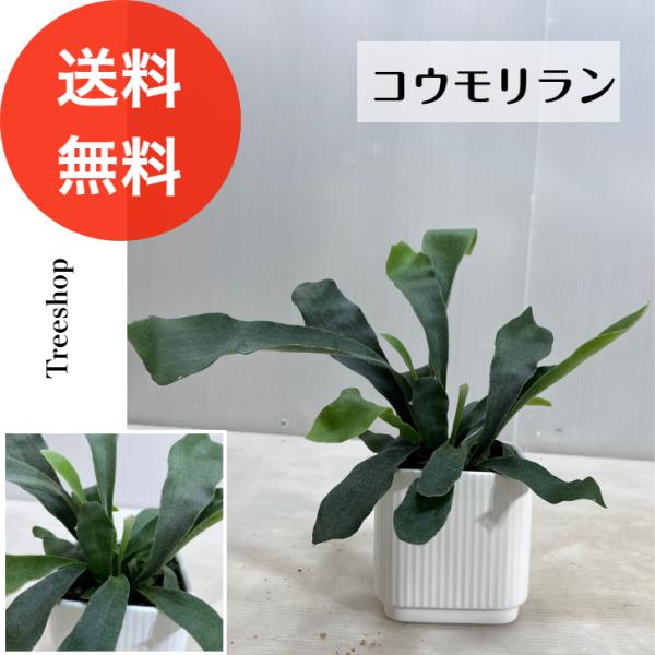 【観葉植物】コウモリラン ネザーランド【送料無料】5寸陶器鉢 高さ0.3ｍ（鉢込み）人気 おしゃれ ...