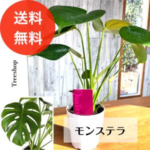 【観葉植物】 モンステラ 【送料無料】12cmプラ鉢　高さ0.3m 人気 おしゃれ インテリア 空気清浄 多年草｜treeshop