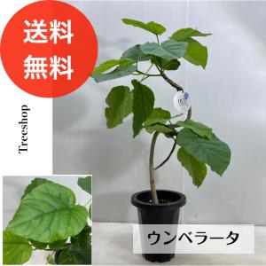 【観葉植物】ウンベラータ 【送料無料】21cmプラ鉢　高さ≪0.8ｍ鉢込≫ 人気 インテリア フィカス・ウンベラータ 曲がり｜treeshop