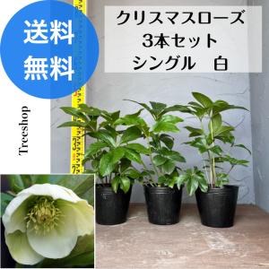 マカ.ルル クリスマスローズ 小苗 セット 高級品種・冬咲きクリスマスローズ 雪の妖精HGCルル 13.5cmポット1苗