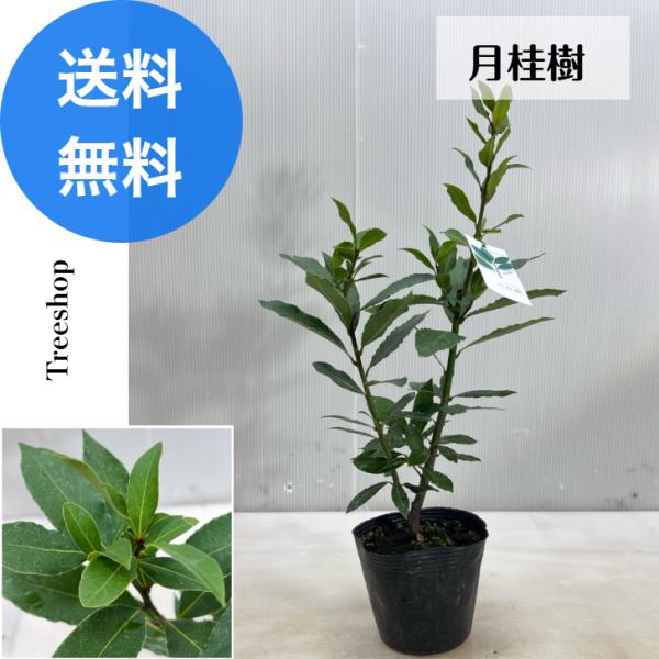 月桂樹【送料無料】 苗 ゲッケイジュ 13.5ｃmポット 植木 苗木 庭木 垣根 生垣 シンボルツリ...