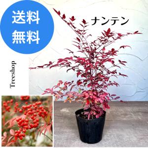 ピンクパールねこやなぎ♡抜き苗② ネコヤナギ（猫柳）：ピンクパールネコヤナギ4号ポット 2株