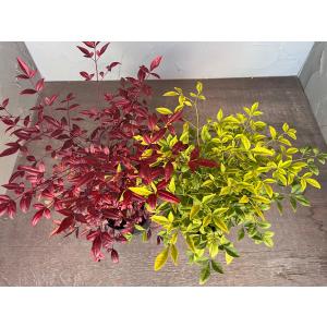 紅白ナンテン 2本セット 【送料無料】15cm...の詳細画像2