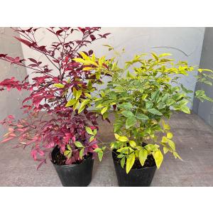 紅白ナンテン 2本セット 【送料無料】15cm...の詳細画像3