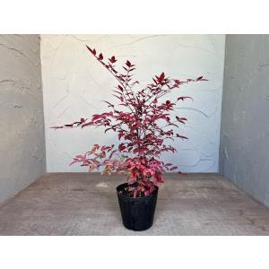 紅白ナンテン 2本セット 【送料無料】15cm...の詳細画像5