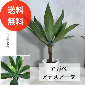 アガベ アテヌアータ 【送料無料】高さ0.5ｍ 幅0.6ｍ 18cmプラ鉢 多肉植物 ドライガーデン インテリア 観葉植物 耐寒性｜treeshop