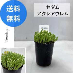 セダム アクレアウレム 【送料無料】グランドカバー 寄せ植え 6ｃｍポット 多年草 屋上緑化 庭 花壇｜Tree shop