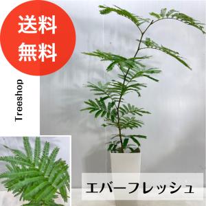 【観葉植物】エバーフレッシュ【送料無料】18cm陶器鉢 高さ0.8ｍ（鉢込）幅0.4ｍ 常緑高木 観葉植物 インテリア おしゃれ｜treeshop