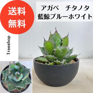 多肉植物：フォーカリア 四海波：幅7cm : 遊恵盆栽 Yahoo!店 - 通販
