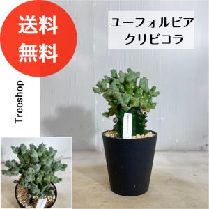 スーパーバリダ 雌 5号 子株付き ユーフォルビア オベサ ホリダ シンメトリカ スーパーバリダ（メス） 実生 古株type A3678☆ユーフォルビア バリダ