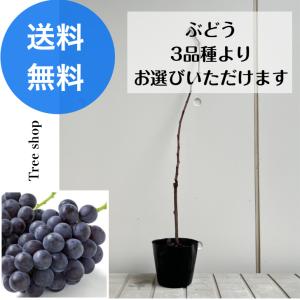 選べるぶどう 3品種 巨峰 デラウェア ピオーネ...の商品画像