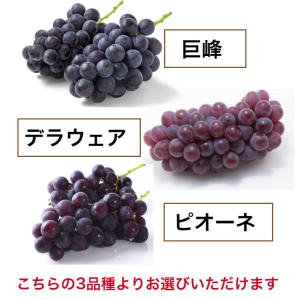 選べるぶどう 3品種 巨峰 デラウェア ピオー...の詳細画像1