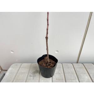 選べるぶどう 3品種 巨峰 デラウェア ピオー...の詳細画像4