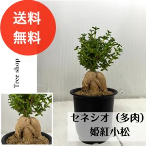 セネシオ 多肉 姫紅小松トリコディアデマ・ブルボスム 多肉植物 7.5cmプラ鉢 高さ0.2ｍ アフリカン盆栽 コーデックス
