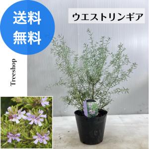 ウエストリンギア 斑入り ウエストリンギアスモーキーホワイト 8号 鉢