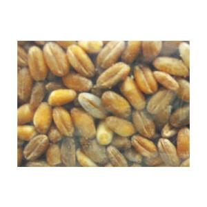 表面加工小麦　20kg（5kg×4）表面加工小麦は小麦の表面をクリーニングし、小麦表面を数パーセント削り取った小麦粒です。｜trenchyoshida