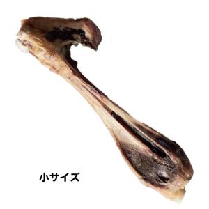 アニミューン 14g : OSK store - 通販 - Yahoo!ショッピング