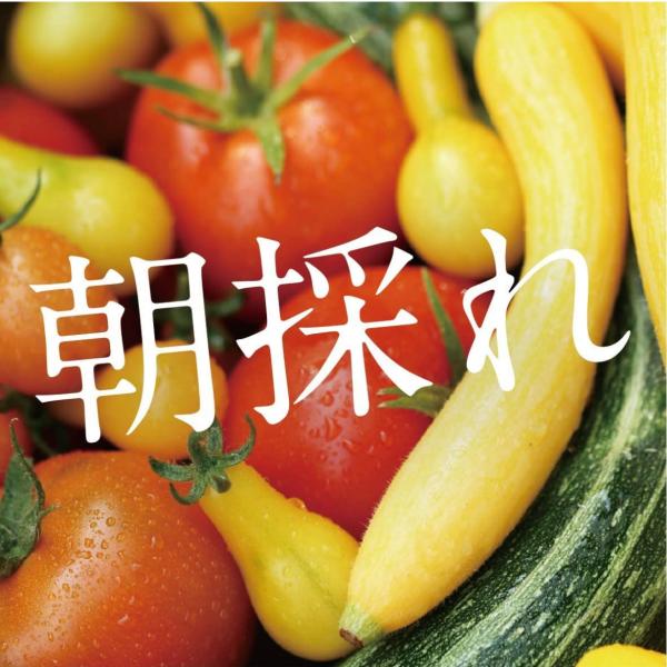 泉州八百屋 【 朝採れ新鮮 】安心 夏季冷蔵便 厳選 野菜 詰め合わせ セット 検品済み (80サイ...