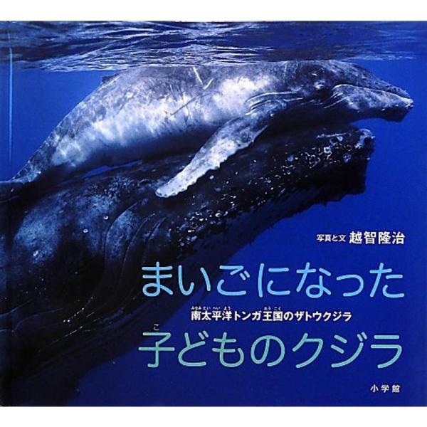 まいごになった子どものクジラ: 南太平洋トンガ王国のザトウクジラ (小学館の図鑑NEOの科学絵本)