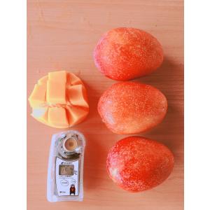 台湾産 アップルマンゴー 約5.0kg 大玉8...の詳細画像5