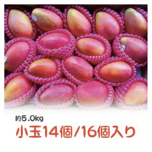 台湾産　アップルマンゴー　約5.0kg　小玉１４個/１６個入り（アーウィン種）