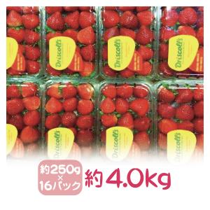 アメリカ産ストロベリー（いちご・苺）約4.0kg　約250g×16パック（15粒パック）