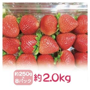 アメリカ産ストロベリー（いちご・苺）約2.0kg　約250g×8パック（15粒パック）
