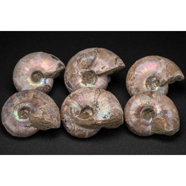 希少 遊色 アンモナイト クレオニセラス イリデッセンス パワーストーン 天然石 原石