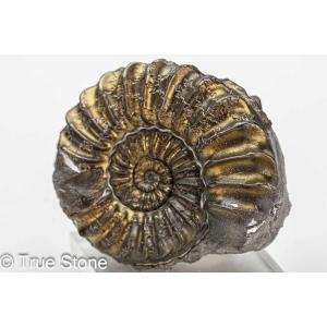 希少 パイライトアンモナイト プレウロセラス 22g パイライト