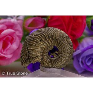 希少 パイライトアンモナイト プレウロセラス 23g パイライト