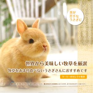 ウーリーのセレクト牧草「2番刈りティモシー」ア...の詳細画像2