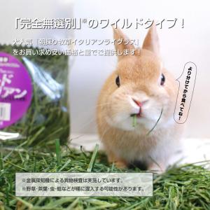 ウーリー ワイルドイタリアン 400g 「無選別」の詳細画像1