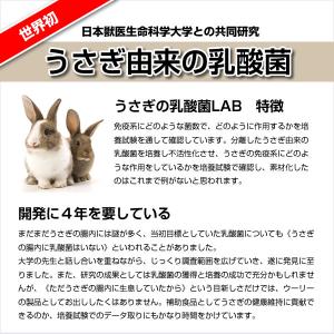 ウーリー うさぎの乳酸菌 LAB(ラボ) うさ...の詳細画像3