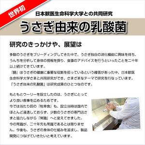 ウーリー うさぎの乳酸菌 LAB(ラボ) うさ...の詳細画像4