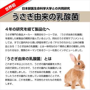 ウーリー うさぎの乳酸菌 LAB(ラボ) うさ...の詳細画像2