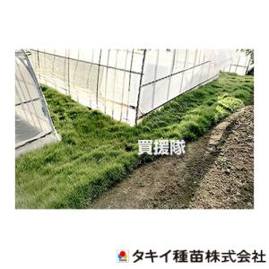 ノシバ種子 品種名：コンパドレ 500g スカイシード株式会社 野芝 種