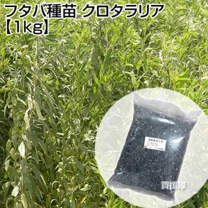 緑肥 種 クロタラリア 1kg マメ科 線虫抑制 フタバ種苗